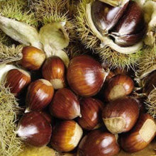 Load image into Gallery viewer, Dunstan Chestnut Trees