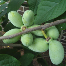 Load image into Gallery viewer, Paw paw Trees