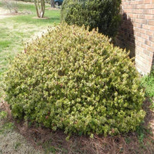 Load image into Gallery viewer, Abelia Twist of Orange Shrubs