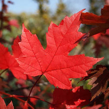Load image into Gallery viewer, Autumn Blaze Maple Trees