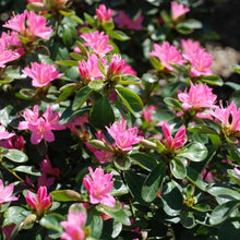 Load image into Gallery viewer, Coral Bells Azalea Shrubs