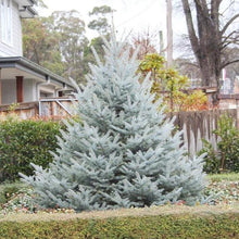 Load image into Gallery viewer, Fat Albert Colorado Blue Spruce Trees
