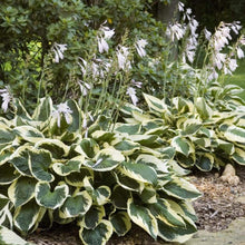 Load image into Gallery viewer, Hosta Patriot