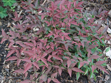 Load image into Gallery viewer, Nandina Flirt Shrubs