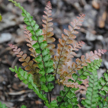 Load image into Gallery viewer, Rosy Maidenhair Fern Plants