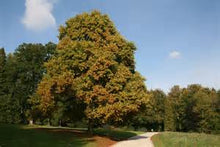 Load image into Gallery viewer, Tulip Poplar Trees