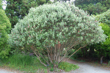 Load image into Gallery viewer, Pineapple Guava Shrubs
