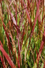 Load image into Gallery viewer, Shenandoah Switch Grass
