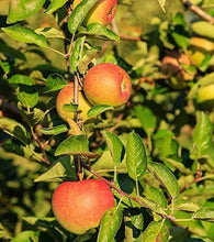 Load image into Gallery viewer, Sweet Sixteen Apple Trees
