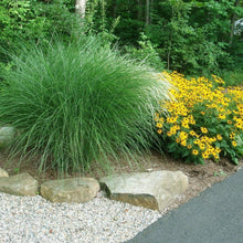 Load image into Gallery viewer, Miscanthus gracillimus Maiden Grass
