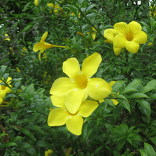 Load image into Gallery viewer, Allamanda Bush
