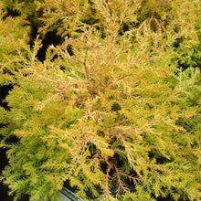 Load image into Gallery viewer, Harvest Moon Arborvitae Shrubs
