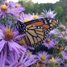 Load image into Gallery viewer, Aster Raydon&#39;s Favorite Plants
