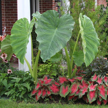 Load image into Gallery viewer, Alocasia Elephant Ear Plants
